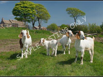 Angolaian Live Boer Goats