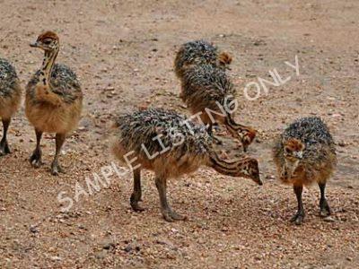 Angola Ostrich Chicks