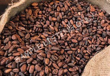 Angola Cocoa Beans