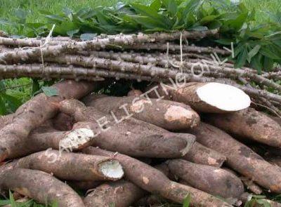 Fresh Angola Cassava