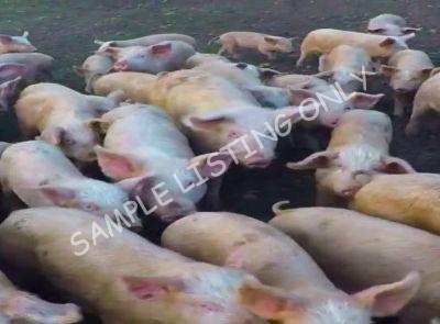 Angola Healthy Pigs